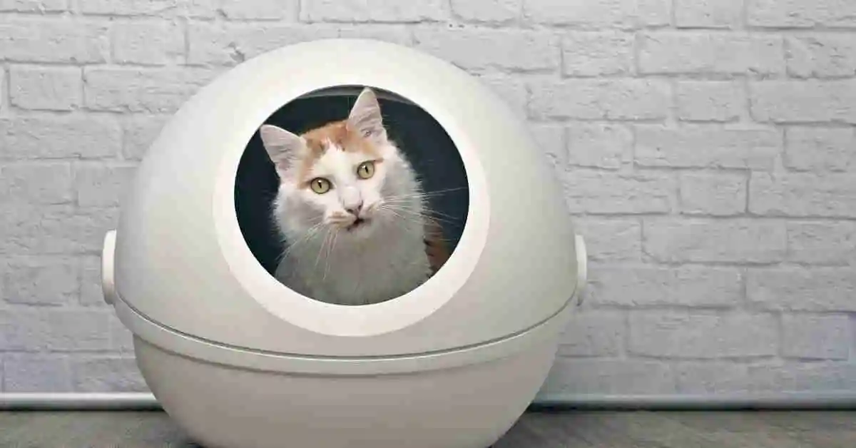 Meowant Self-Cleaning Cat Litter Box Review