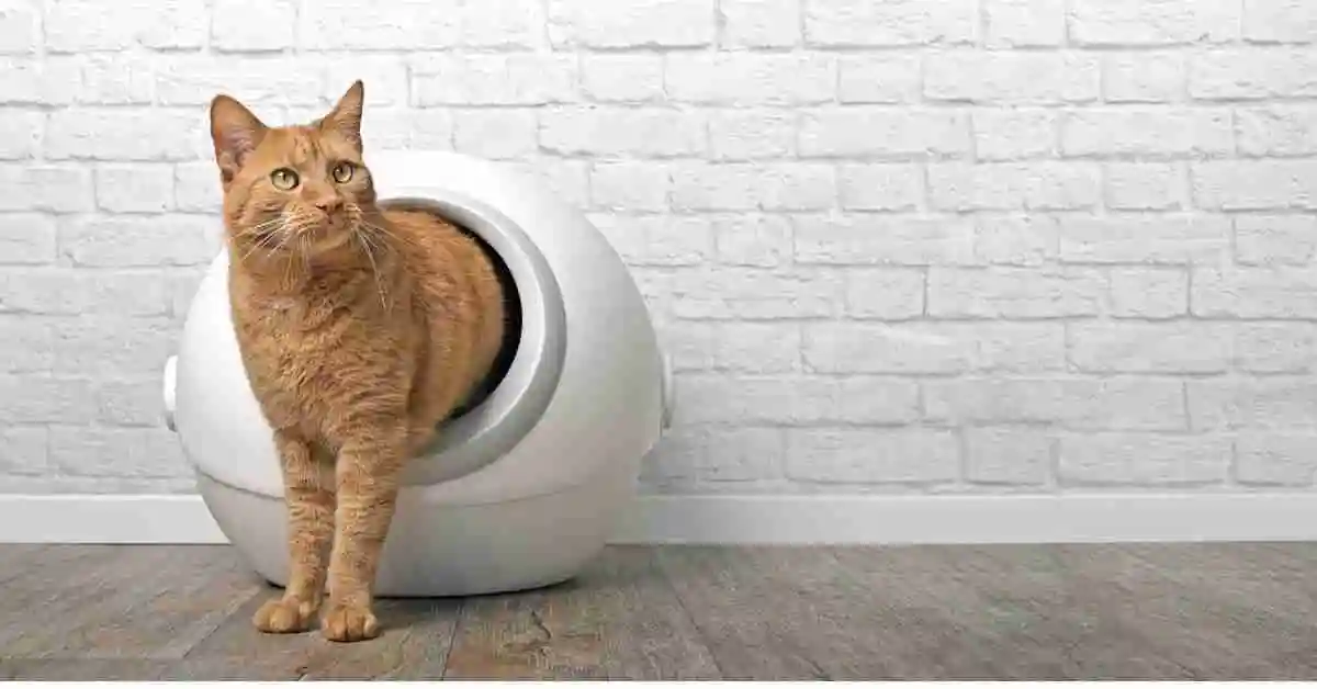 Meowant Self-Cleaning Cat Litter Box Reviews